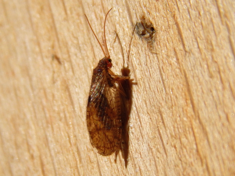 Micromus angulatus,   Hemerobiidae